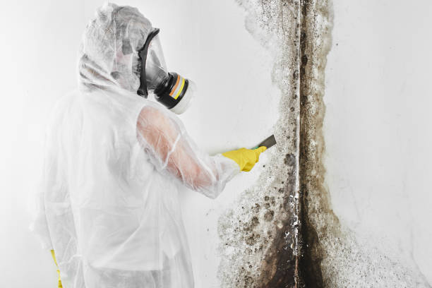 Attic Mold Removal in Parachute, CO