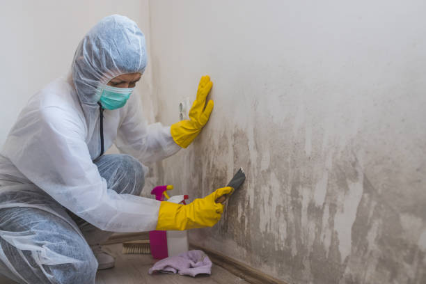 Best Mold Damage Repair  in Parachute, CO