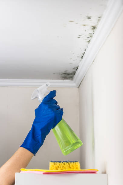 Best Local Mold Removal Service  in Parachute, CO